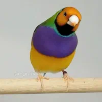 فنج گلدین