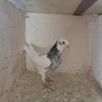 کبوتر|پرنده|بیجار, |دیوار