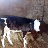 یک عدد گوساله  نر