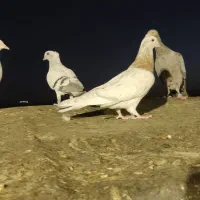 کبوتر تهرانی نر بالارو ساعت پرش از بیرجنده|پرنده|مشهد, امام رضا (ع)|دیوار