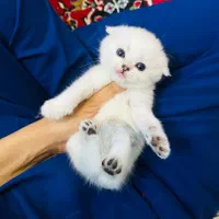 شهر گربه های کوچولو ناز (پرشین بریتیش اسکاتیش)|گربه|اصفهان, جلفا|دیوار