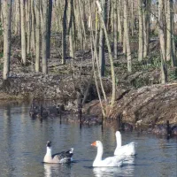 ویلای آبی جنگلی بصورت اقساط|فروش خانه و ویلا|سرعین, |دیوار