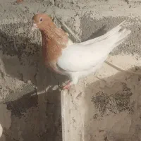 کبوتر اویناخ