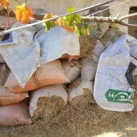 گیاه برای دامدار