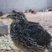 فروش بلدرچین و تخم بلدر چین