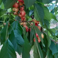 زمین میوه 1000متری