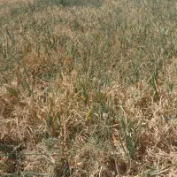 فروش‌زمین‌کشاورزی