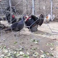 بوقلمون برنز آمریکایی|حیوانات مزرعه|هشتگرد, خور|دیوار