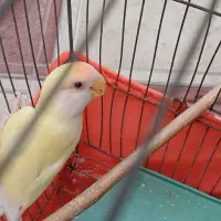 طوطی برزیلی