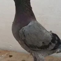 کفتر پولکی و زاغ  وسبز کاکلی