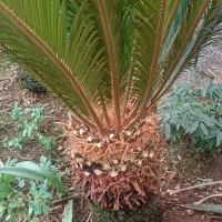 فروش انواع و اندازه گل‌های تزئینی ، سیکاس و غیره|گل و گیاه طبیعی|تهران, انبار نفت|دیوار