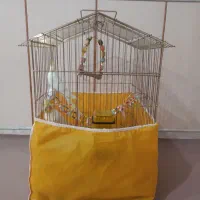 عروس هلندی