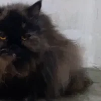 پرشین نر و ماده