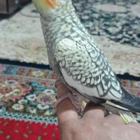 پرنده عروس هلندی|پرنده|پیشوا, |دیوار