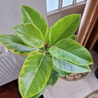 فیکوس شاداب ۱مترو ۲۰ سانت ارتفاع|گل و گیاه طبیعی|شاهین‌شهر, نسیم ۵|دیوار