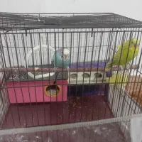 دو جفت مرغ عشق