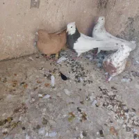 کفتر زرد و طوقی هفرنگ|پرنده|سبزوار, میدان بار|دیوار