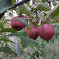 باغ بر کمربندی سوم روستای صومعه|فروش خانه و ویلا|اردبیل, |دیوار