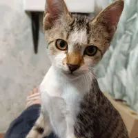 گربه نر