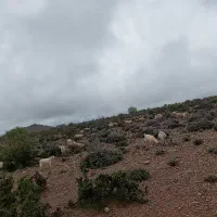 استخدام چوپان