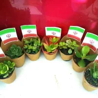 گل طبیعی گیفت گل