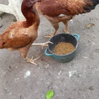 جوجه خروس لاری و مرغ لاری 800|حیوانات مزرعه|لولمان, |دیوار