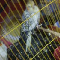 عروس هلندی نر
