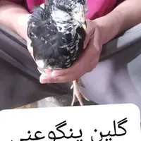 تخم نطفه داره گلین لری اصل|حیوانات مزرعه|مشگین شهر, |دیوار