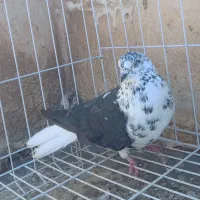 کبوتر سینه باز تخت دم سفید|پرنده|کرمانشاه, |دیوار