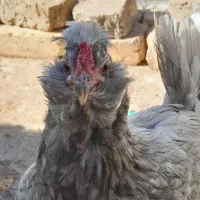 تخم مرغ گلین|حیوانات مزرعه|اقبالیه, |دیوار