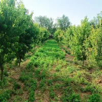 باغ-میوه-واقع-در-جاده-سلامت-نرسیده-به-میرزاحسنلو
