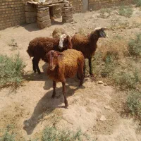 بره|حیوانات مزرعه|دورود, |دیوار