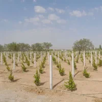 فنس کشی|خدمات باغبانی و درختکاری|تاکستان, |دیوار