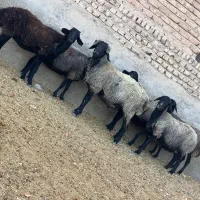 میش و بره