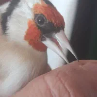 سهره قناری سهره|پرنده|برازجان, |دیوار