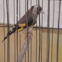 سهره ماده رسمی