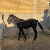 فروش مادیان ابستن همراه با کره نریون|اسب و تجهیزات اسبسواری|شوشتر, |دیوار