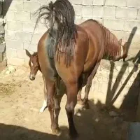 پانسیون نگهداری اسب