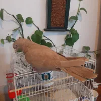 ماده زرد عطیقه|پرنده|کاشان, لتحر|دیوار