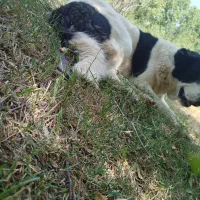 واگذاری سگ قدریجونی|سگ|بوانات, |دیوار