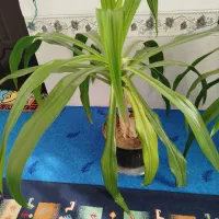 گل ذرتی|گل و گیاه طبیعی|فسا, |دیوار