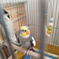 عروس هلندی مولد