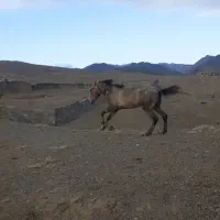 اسب سواری نریان ارام نجیب سال3|اسب و تجهیزات اسبسواری|تربت جام, شهید مدرس|دیوار