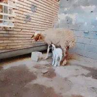 گوسفند وبره