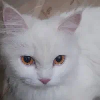 واگذاری جفت مولد پرشین بسیار دیدنی