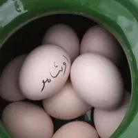 تخم مرغ اوشامو|خوردنی و آشامیدنی|مشگین شهر, |دیوار