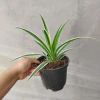 گل گندمی حوله ای رویال یشم رونا کالانکوآ