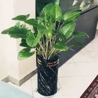 زیباترین باباآدم دنیا ( آلوکازیا ۸ بوته )|گل و گیاه طبیعی|تهران, مقدم|دیوار