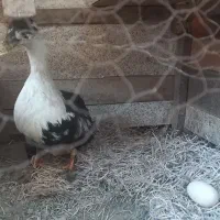اردک ماده تخم گذار