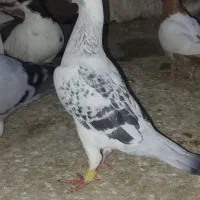 کفتر پرشی